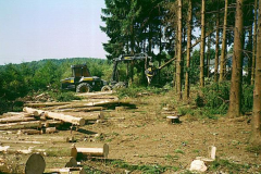 Holz-7a